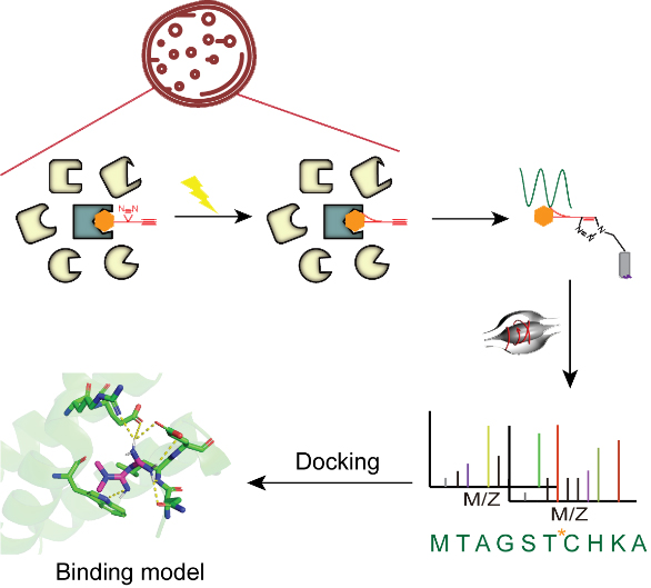 “科”技專欄 | 化學(xué)蛋白質(zhì)組學(xué)技術(shù)，在細胞中直接鑒定非共價藥物結(jié)合口袋